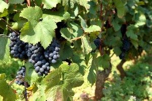 Beaune, capitale des vins de Bourgogne