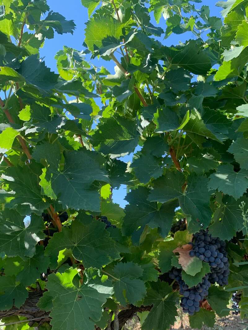 Vignes d'Alsace, Grand Est, France