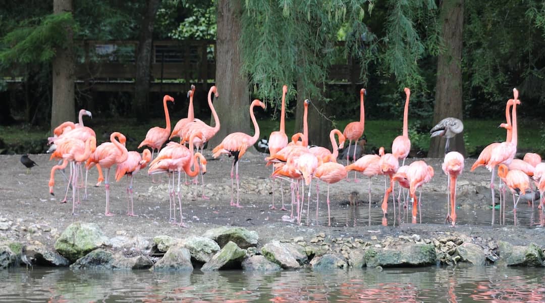 Animaux du Zoo de Beauval dans le Loir-et-Cher en centre-val de Loire