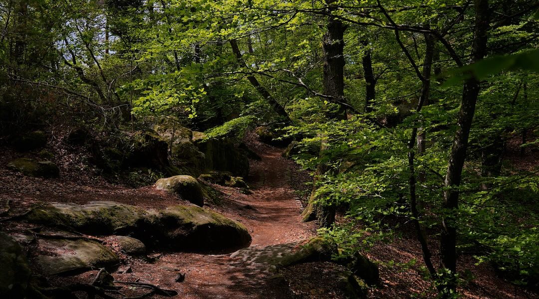 Forêt de Fontainebleau en Île-de-France