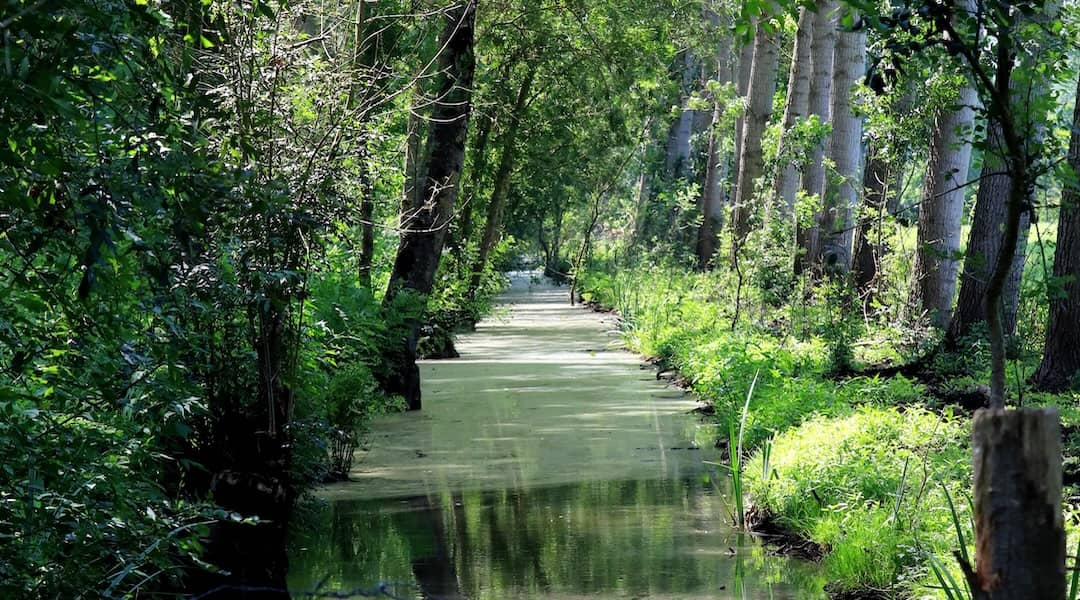 Marais Poitevin à l'ouest du département des Deux-Sèvres en région Nouvelle-Aquitaine