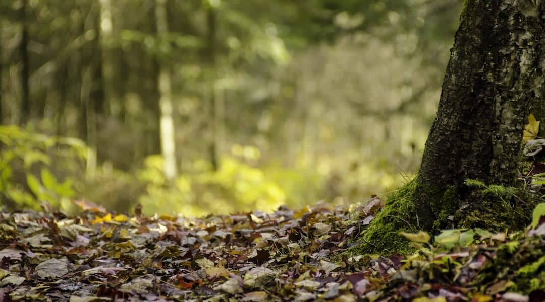 Haute-Marne, Photo d'une forêt par Mohayg, Pixabay