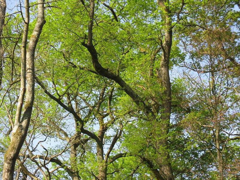 Forêt de chênes