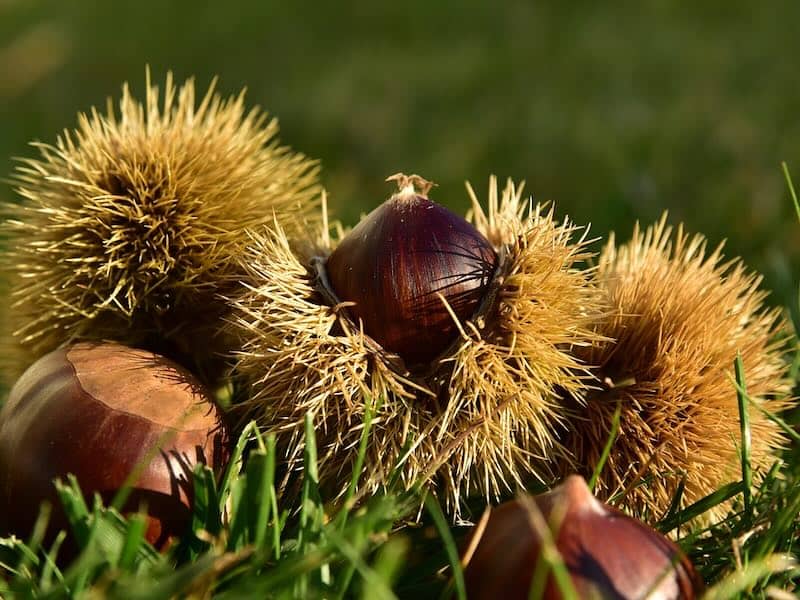 Castanea, musée de la Châtaigne à Joyeuse dans le département de l'Ardèche en région Auvergne-Rhône-Alpers