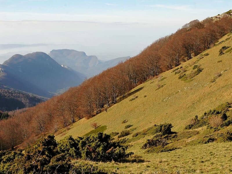 La Forêt de Saoû dans la Drôme, site géologique exceptionnel, forme un synclinal perché unique en Europe