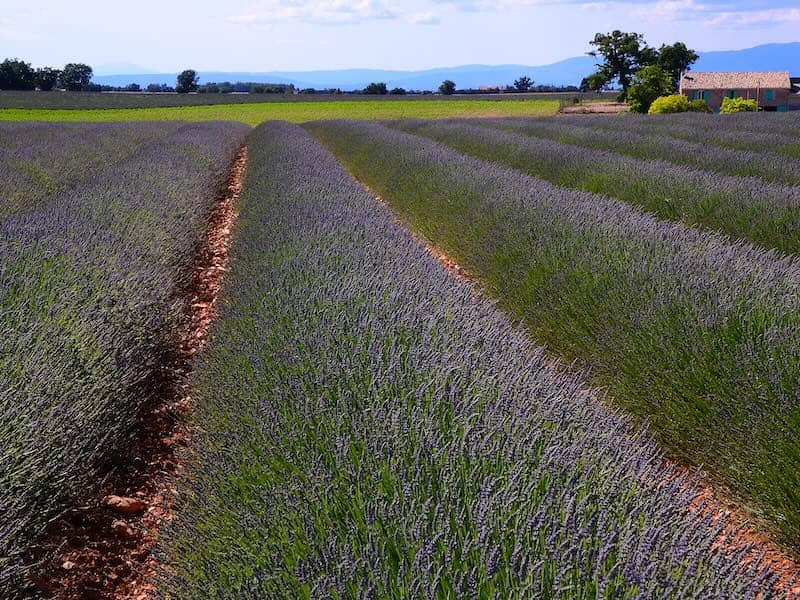 Les Routes de la lavande dans la Drôme provençale